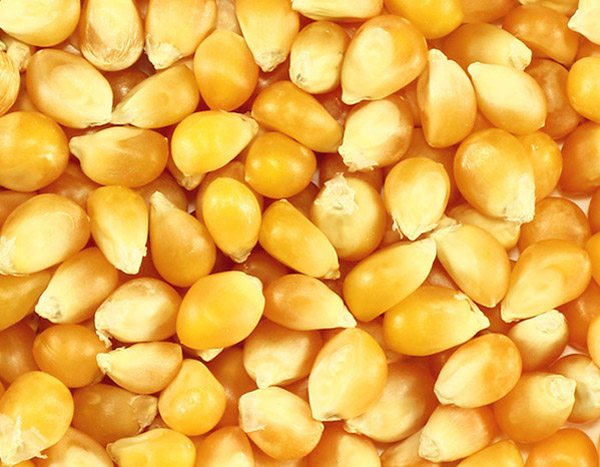 Corn Color Sorter